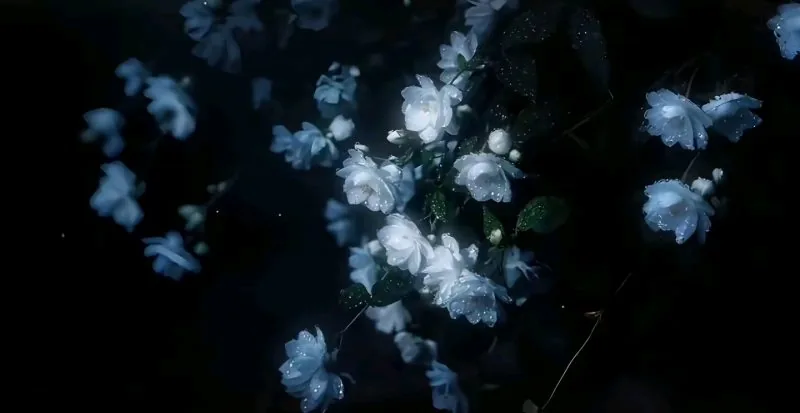 风催雨（片段）-phira资源站